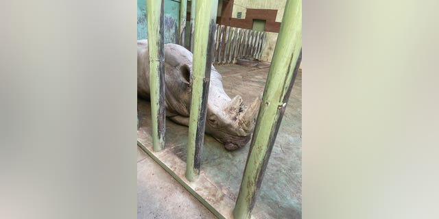 A rhino at the XII Months zoo in Demydiv, 乌克兰.