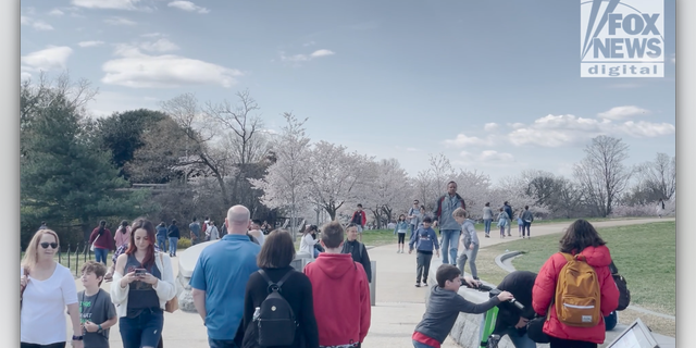 Visitors flood the National Mall in Washington, D.C. during peak cherry blossom season.