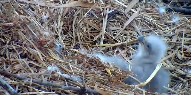 The young birds are still being protected from predators and the weather by their parents.