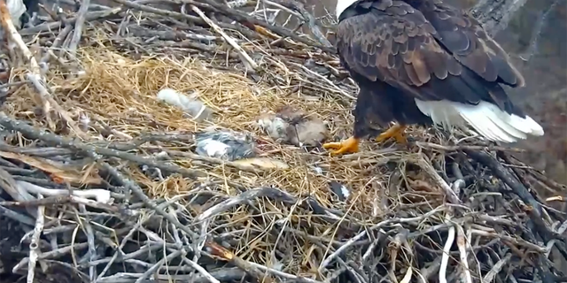 The second egg of 2022 has hatched at a nest in Minnesota that is being monitored by lead officials.