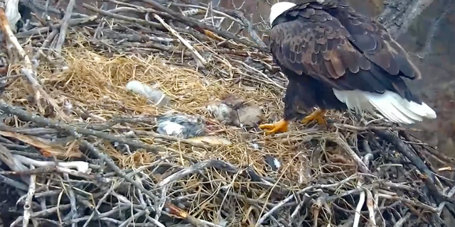 The second egg of 2022 has hatched at a nest in Minnesota that is being monitored by lead officials.