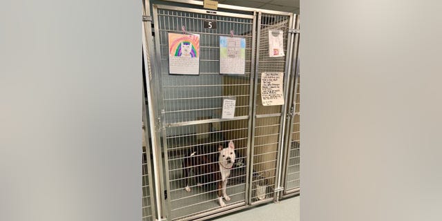 A shelter dog sits in a kennel at Richmond Animal Care & Control (RACC) in Richmond, with letters to perspective adopters posted on its cage. Those letters were written by local second-graders as part of a writing exercise.