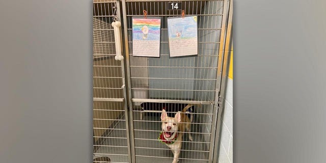 "The class was working on persuasive writing, and they wrote pieces as if they were speaking on behalf of the shelter dog trying to get adopted," said Christie Peters, director of Richmond Animal Care &amp; Control.