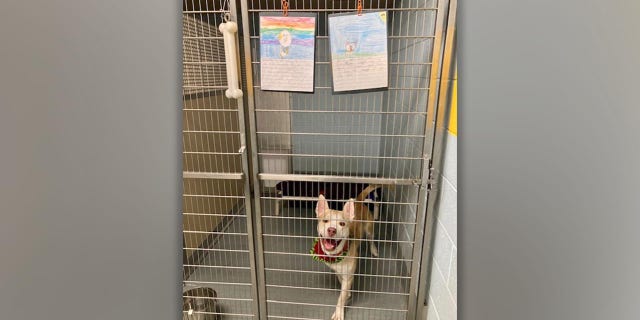 "The class was working on persuasive writing, and they wrote pieces as if they were speaking on behalf of the shelter dog trying to get adopted," said Christie Peters, director of Richmond Animal Care & Control.