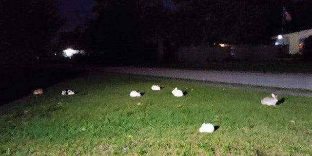 The bunny debacle first unfolded in fall of last year, and with spring now underway, residents and volunteer workers alike are becoming increasingly concerned.