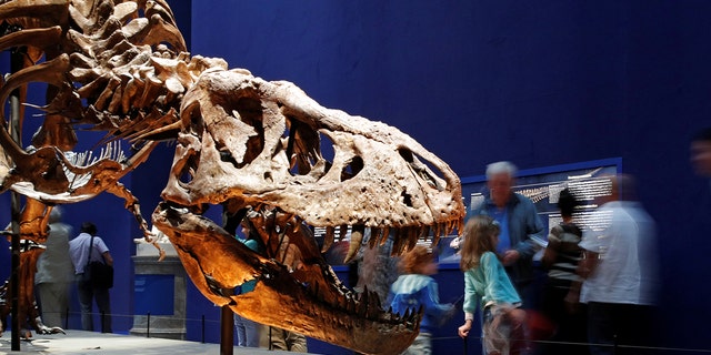 Visitors look at a 67 million year-old skeleton of a Tyrannosaurus Rex dinosaur, named Trix, during the first day of the exhibition "A T-Rex in Paris" at the  French National Museum of Natural History in Paris, France, June 6, 2018. 
