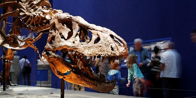 Visitors look at a 67 million year-old skeleton of a Tyrannosaurus Rex dinosaur, named Trix, during the first day of the exhibition "A T-Rex in Paris" at the  French National Museum of Natural History in Paris, France, June 6, 2018. 