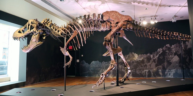 A Tyrannosaurus Rex dinosaur fossil skeleton is displayed in a gallery at Christie’s auction house on Sept. 17, 2020 in New York City. 
