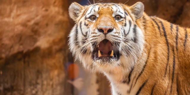 A tiger, like the one pictured above, eportedly escaped from the Pine Mountain Animal Safari in Troup County, Georgia, after a tornado touched down early Sunday.
