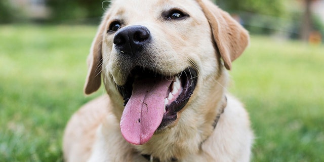 The dogs' tear volume increased when the pets were reunited with their owners, a new study has found.