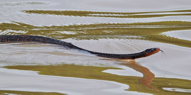 The eastern indigo snake swimming