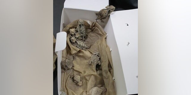 The horned lizards found during the smuggling attempt at the San Ysidro border crossing last month