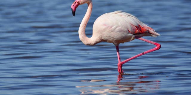 Flamingo No. 492, AKA "Pink Floyd," escaped the Sedgwick County Zoo in 2005. The bird (not pictured) has been spotted in Wisconsin, Louisiana and Texas.