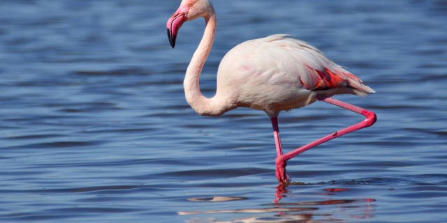 Flamingo No. 492, AKA "Pink Floyd," escaped the Sedgwick County Zoo in 2005. The bird (not pictured) has been spotted in Wisconsin, Louisiana and Texas.