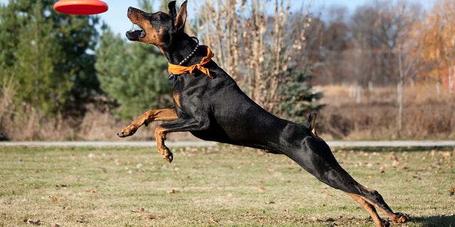An intimidating looking dog, the dobermann is known for its strength, speed and loyalty