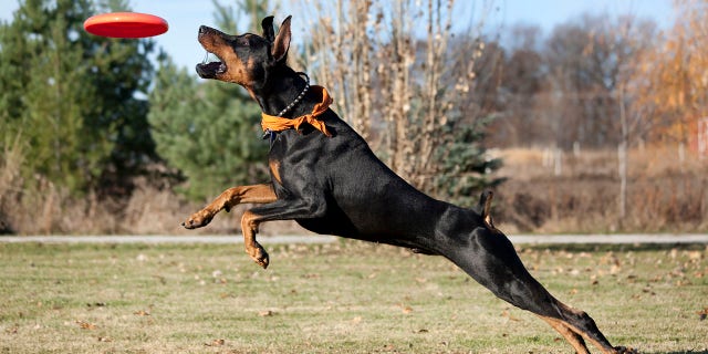 An intimidating looking dog, the dobermann is known for its strength, speed and loyalty