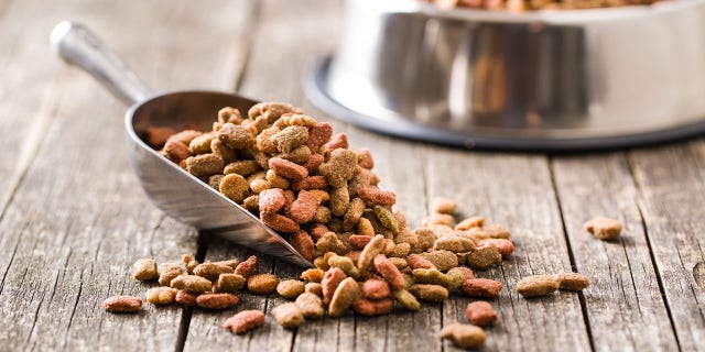 Dry pet food. Dry kibble food in scoop.