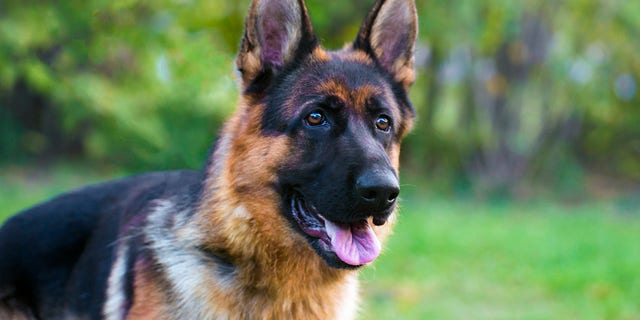 FILE - Portrait of a German Shepherd Dog.