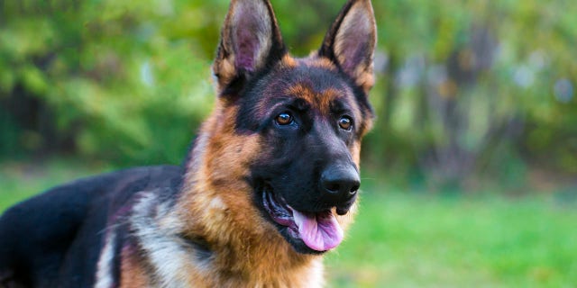 FILE - Portrait of a German Shepherd Dog.