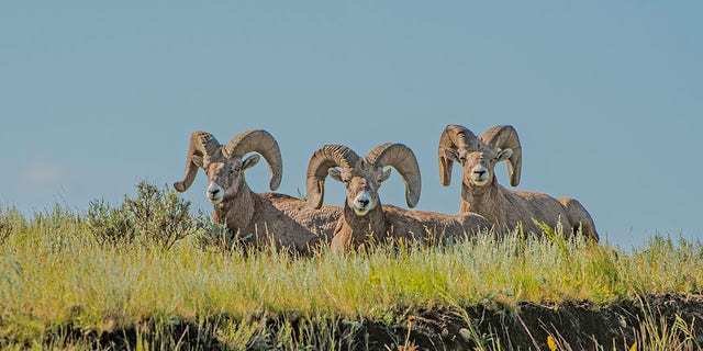 The North Dakota Department of Game and Fish confirmed that the number of bighorn sheep is 15% above the five-year average for the state.