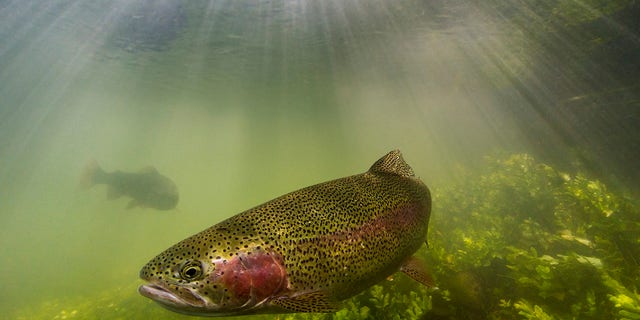 Washington State Announces Full Closure Of Steelhead Fishing Due To ...