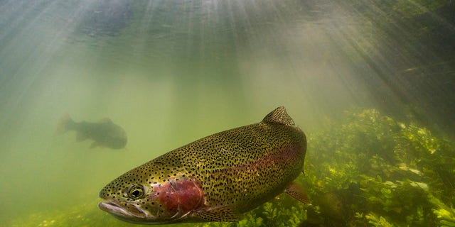 Rainbow trout hunting in the margins of the river Test in southern U.K.