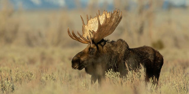Moose make good targets for ticks due to their grooming habits.