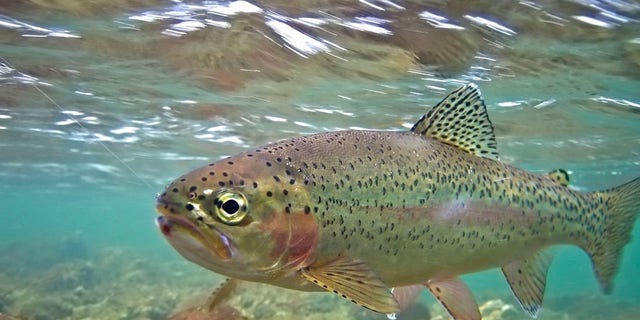 350K Rainbow Trout are being euthanized in California.