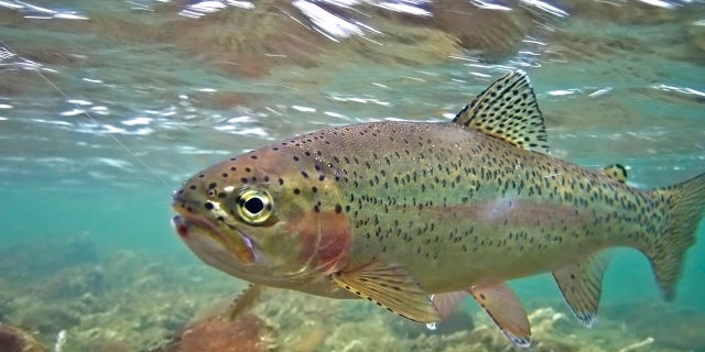 Californian rainbow trout populations at two government hatcheries are currently seeing a spike in bacterial infections.