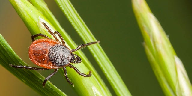 Closeup of a tick on a plant straw