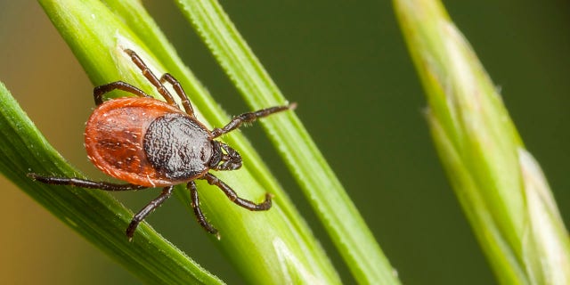 Closeup of a tick on a plant straw