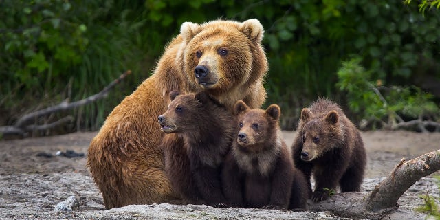 California man pleads guilty to stealing bear cubs from den 3 The cubs' original mother bear was never found, so they could not be returned to her.