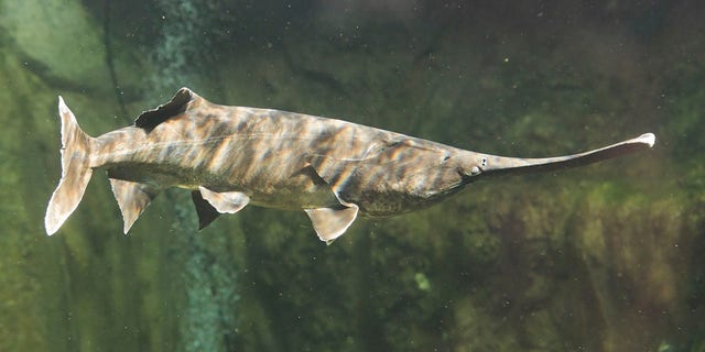 Dain's paddlefish weighed 140 pounds and 10 ounces.