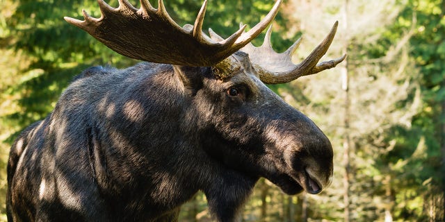 Vermont may issue 100 moose hunting permits for the upcoming fall season.