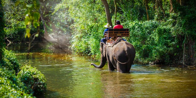 Elephants are a popular tourist attraction in Thailand.