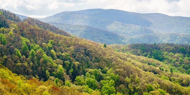 The bear was transported to the Cherokee National Forest.