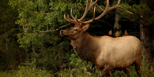 As part of his sentencing, Meyer was banned from hunting for 8 years.