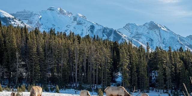 Meyer pleaded guilty to harvesting elk from areas he was not allowed to be hunting in.