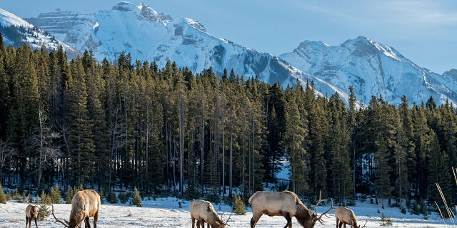 Meyer pleaded guilty to harvesting elk from areas where he was not licensed to hunt.