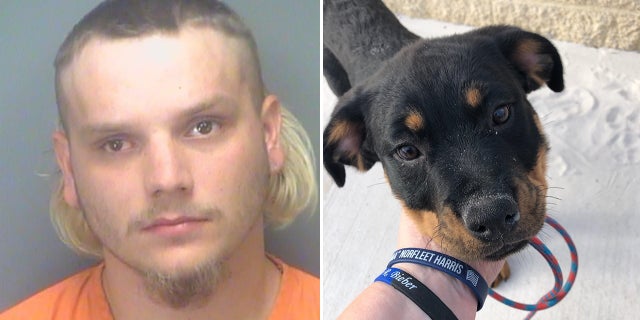 Police said multiple witnesses at Clearwater Beach saw Noah Counts, 20, kick a 3-month-old puppy in the face, drag it by its lease and throw the small dog over a wall at Clearwater Beach on Monday.