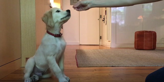A puppy learning a luring technique sits for a treat. (Andrea Arden)