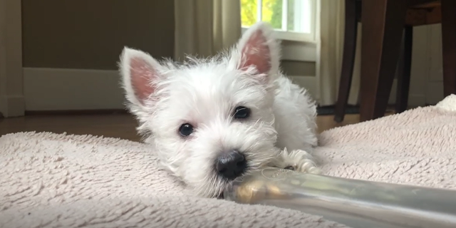 A puppy chews on an enrichment toy in this image. (Andrea Arden)