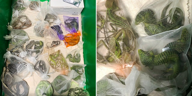 Jose Manuel Perez, 30, of Oxnard is charged with smuggling more than 1,700 reptiles into the United States, including 60 found hidden in his clothes at the San Ysidro Port of Entry in February 2022.