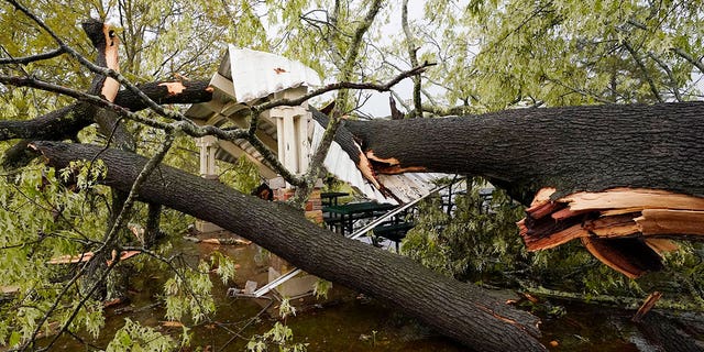A tree toppled by the storm rests on the roof of a gazebo at Battlefield Park in Jackson, Miss., following a severe weather outbreak in the state, Wednesday, March 30, 2022. About a dozen trees were felled by the storm in the park. (AP Photo/Rogelio V. Solis)