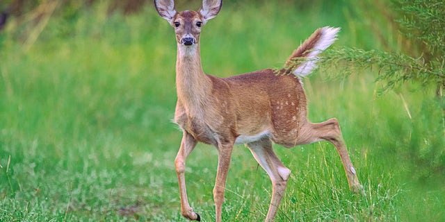 A juvenile white-tailed deer in Florida