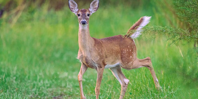 A juvenile white-tailed deer in Florida