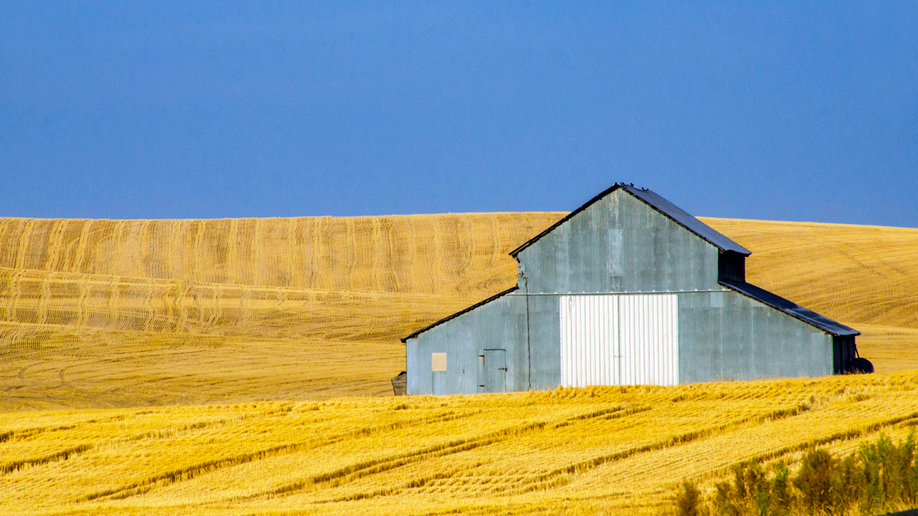 Barn and wheat fields