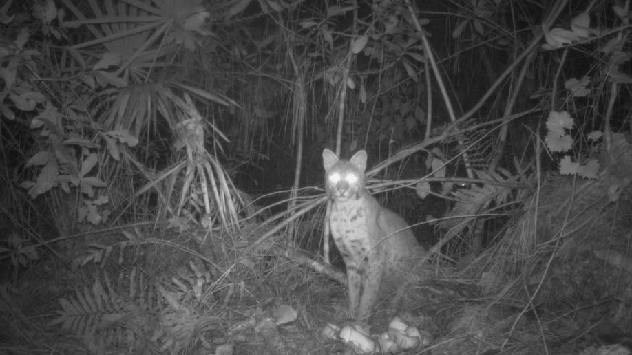 Bobcat attacks Burmese python nest