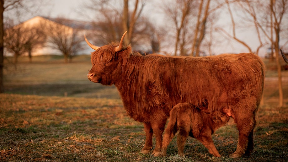 Highland cow and calf at TC Highlands Farm