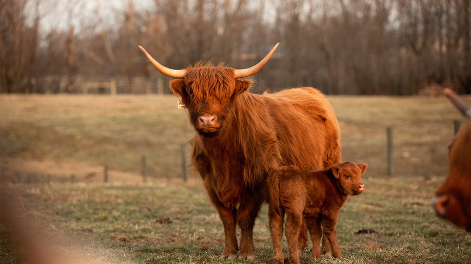 Highland cow and calf at TC Highlands Farm